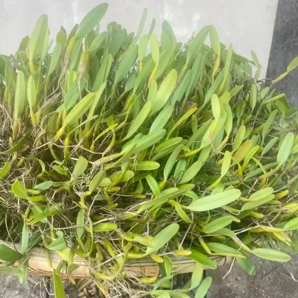 新鲜石橄榄煲汤炖汤佳品单叶双叶可选