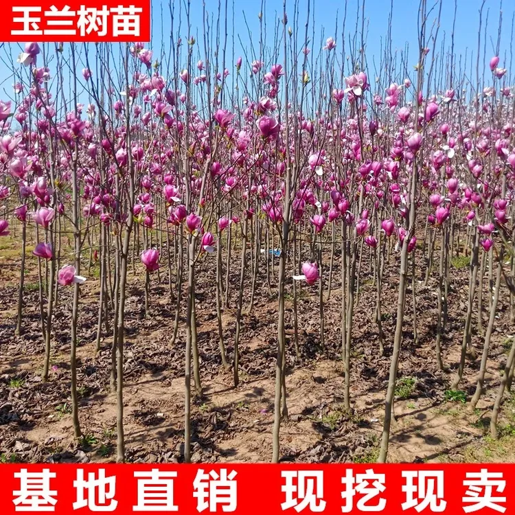 花园植物玉兰花苗庭院花园植物红黄白紫玉兰苗广玉兰花苗白兰花