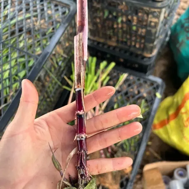 迷你小甘蔗 盆栽绿植