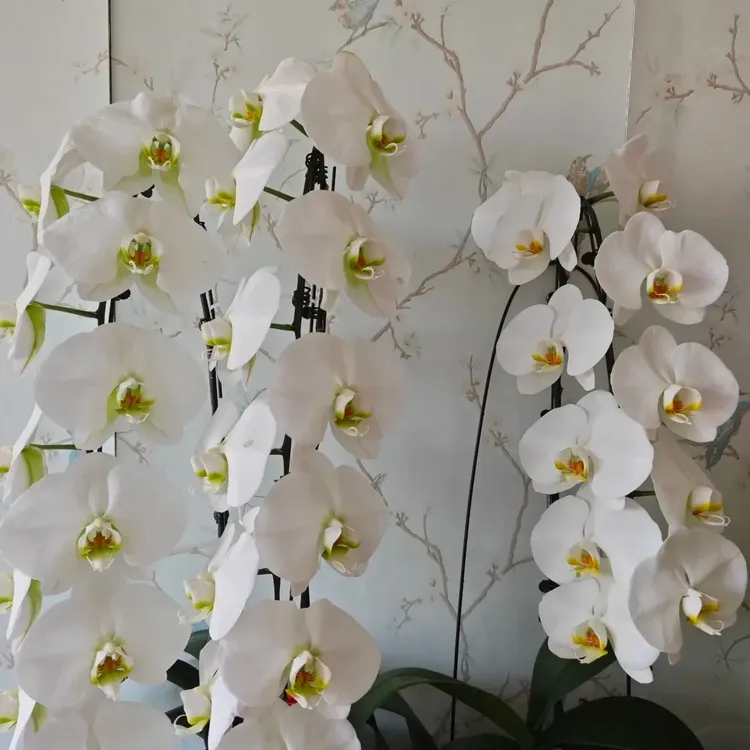 大白V8蝴蝶兰花苗3.5寸花盆，室内绿植盆栽阳台花卉