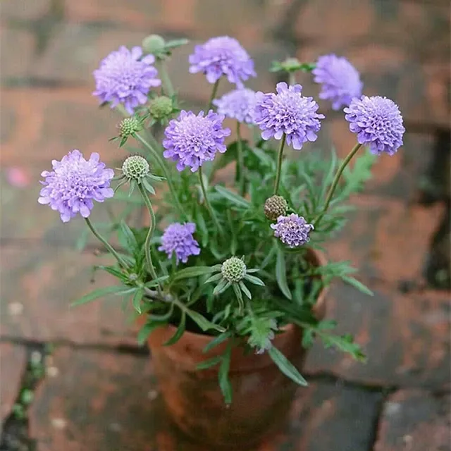 蓝盆花盆栽带花苞阳台庭院耐寒植物多年生花苗花卉好养易活
