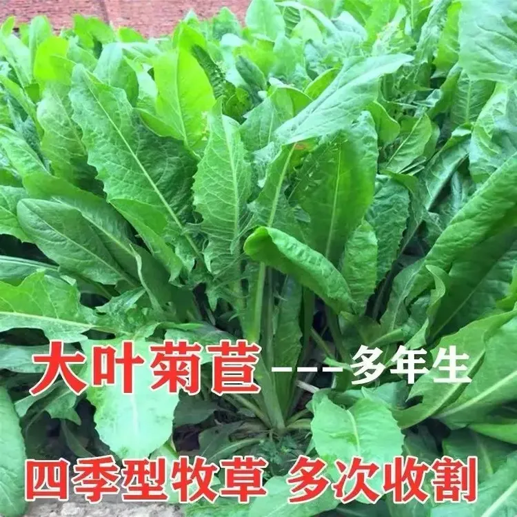 菊苣草种籽将军大叶菊苣四季生长高产牧草种子牛兔鸡鸭菜多年生商品图