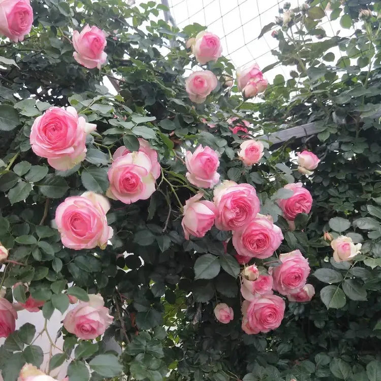【1.5-1.6米】粉色龙沙宝石藤本月季花苗适合庭院阳台地栽盆栽