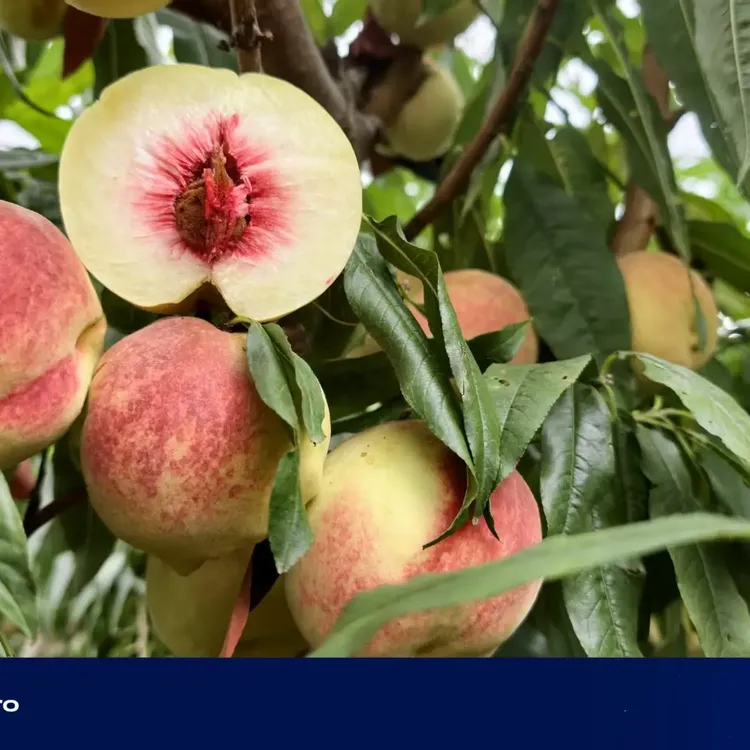 宾川鸡足山冬桃脆甜离核毛桃现摘现发应季新鲜水果脆桃冬桃鸡足山