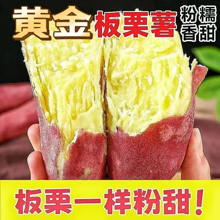 【26现挖】正宗黄金板栗薯 黄心红薯新鲜现挖软糯香甜糖心粗粮蔬菜商品图