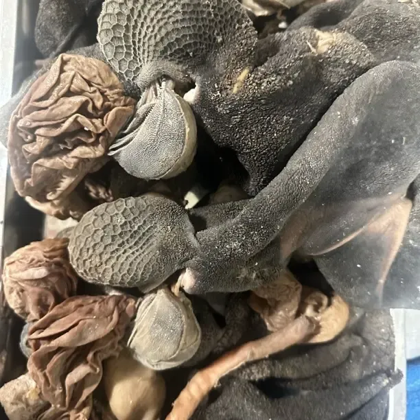 全熟羊肚清真黑毛羊肚可选五香羊肚新鲜羊净肚食材