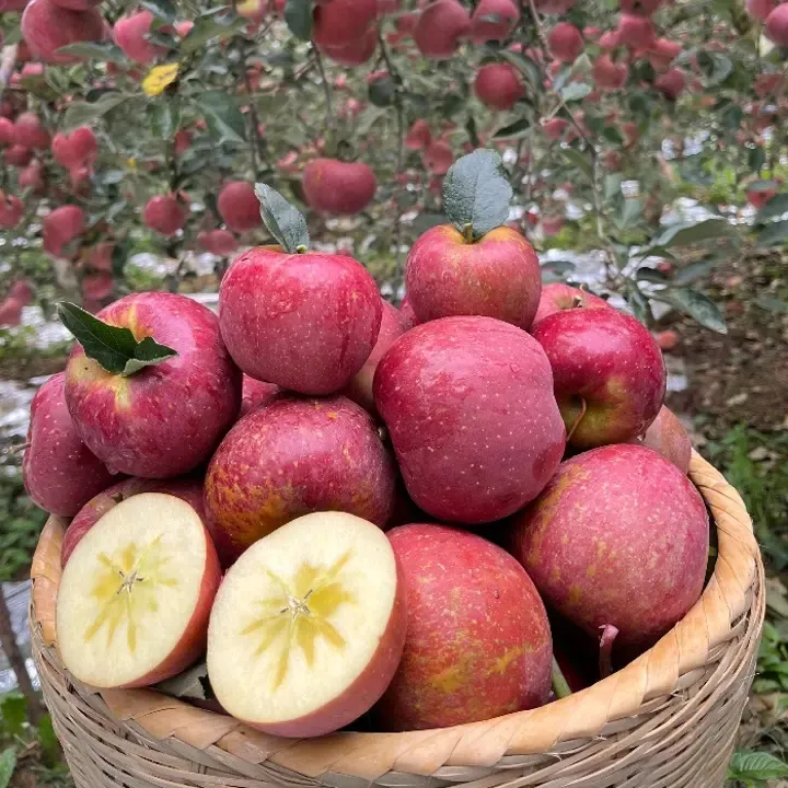 理县高原正宗冰糖心苹果新鲜现摘脆甜多汁当季水果产地高山直发
