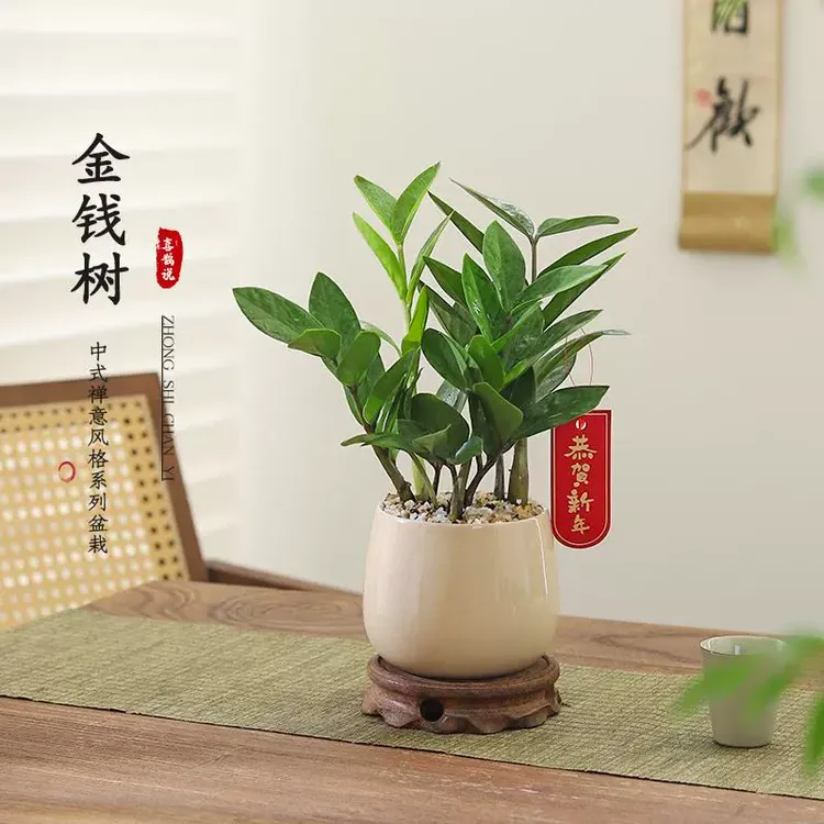 金钱树钱串子室内客厅大绿植盆栽盆景花卉办公室桌面观叶常青植物