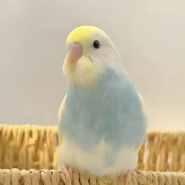 手养大头虎皮鹦鹉亲人粘人公母可选温顺小鸟