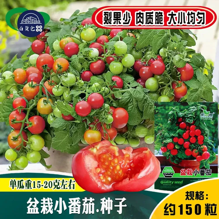 【新疆包邮】盆栽小番茄种子绿植摆件阳台车矮生小番茄盆栽摆件商品图