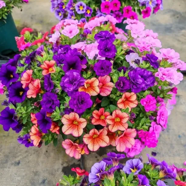 舞春花盆栽带花苞耐寒好养花卉带花苞发货牵牛花适合阳台庭院种植