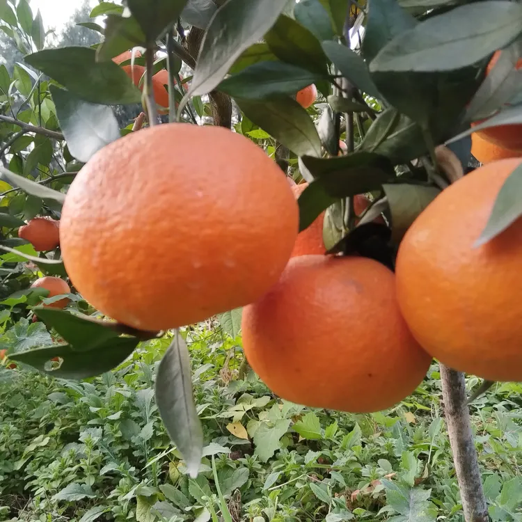 嘉陵江边大山里面柑橘皇后甘平   皮薄多汁果香四溢脆脆甜甜