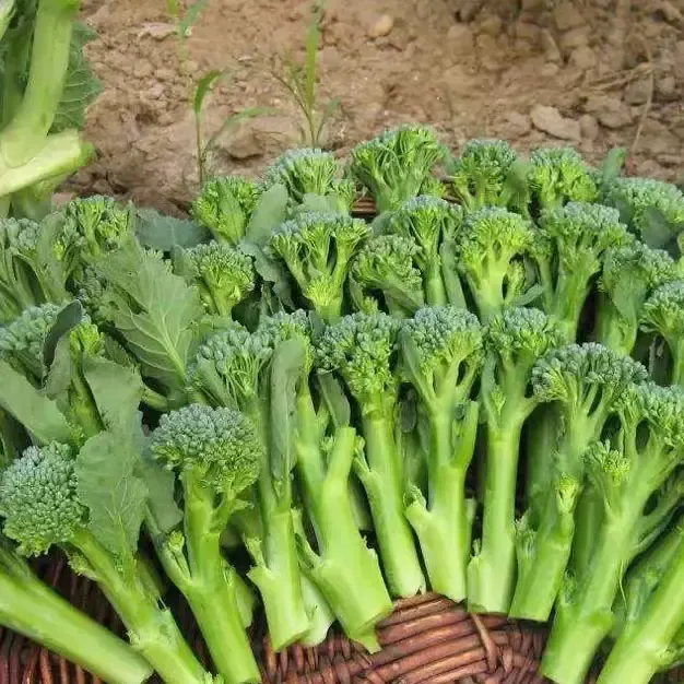【早熟西兰苔种子】西兰花芥蓝芥兰菜心种子四季耐热阳台庭院盆栽商品图