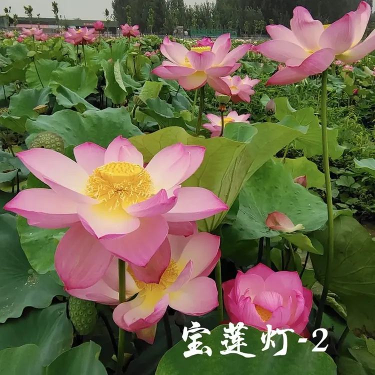 宝莲灯-2 大型荷花 种藕一支