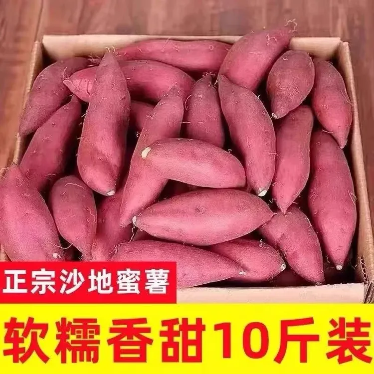 新鲜沙地蜜薯10斤装超甜烤红薯地瓜番薯烟薯板栗薯消费券用券好物