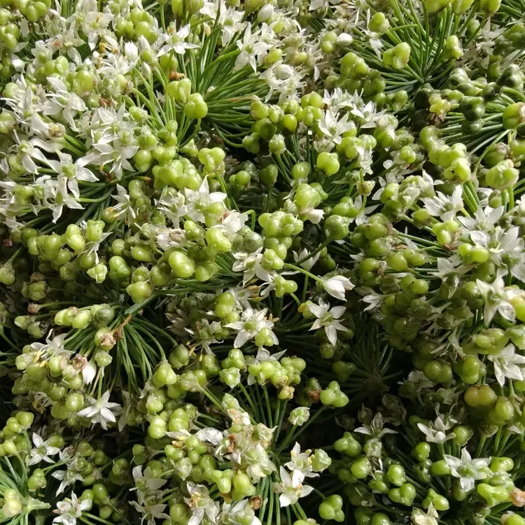 新鲜韭菜花带籽现摘时令蔬菜可腌制可做酱