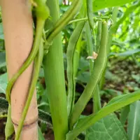 农家种植新鲜四季豆棒豆肉豆芸豆现摘现发