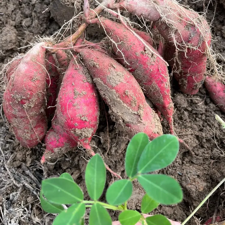 新鲜现挖红薯（花心红薯，黄心蜜薯）软糯香甜沙地农家自种粗粮