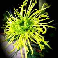 【绿千丝】大花富贵菊 九月大菊盆栽开花好看