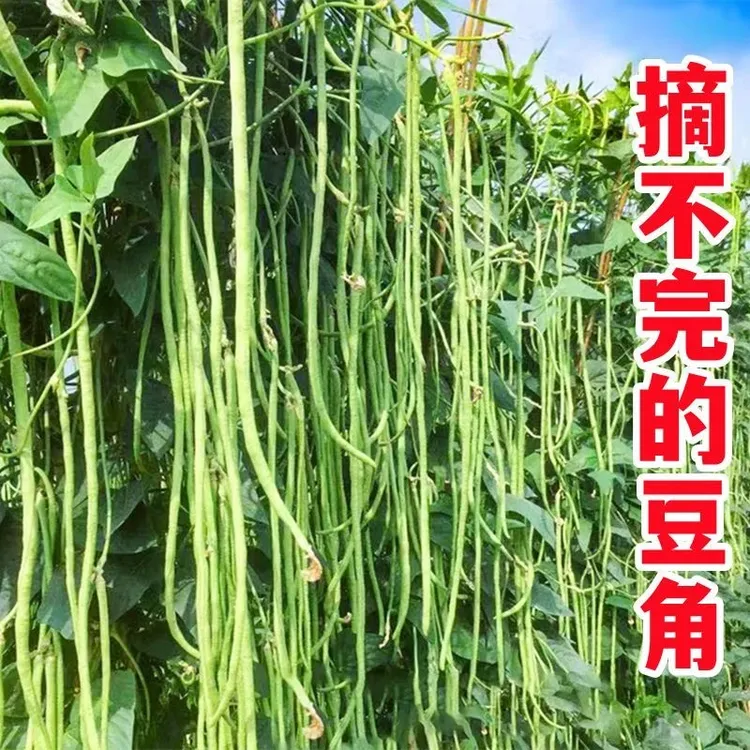 摘不败豆角种子特长豇豆压塌架小五叶春夏秋四季阳台蔬菜种籽孑苗
