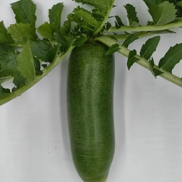 天津市正宗沙窝水果青萝卜脆甜多汁嘎嘣脆现拔现发