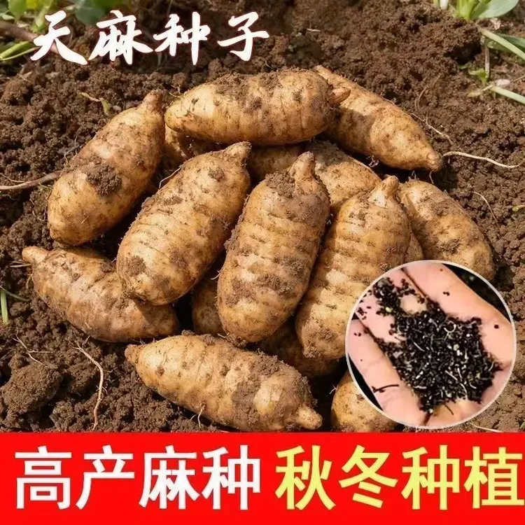 【抢!对版天麻种子】四季可播阳台盆栽蔬菜种子商品图