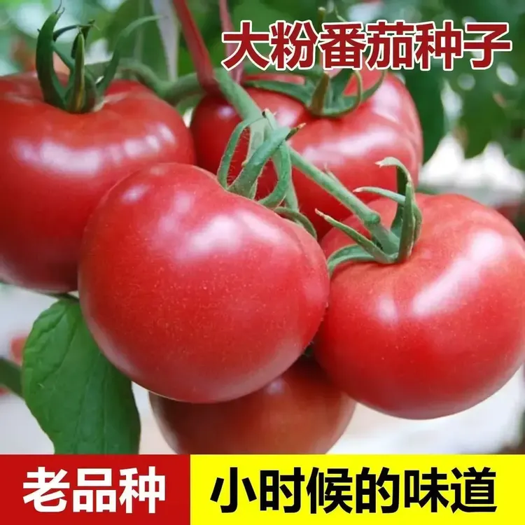 【沙瓤番茄种子】老品种毛粉番茄大红粉西红柿四季阳台菜园蔬菜种子商品图