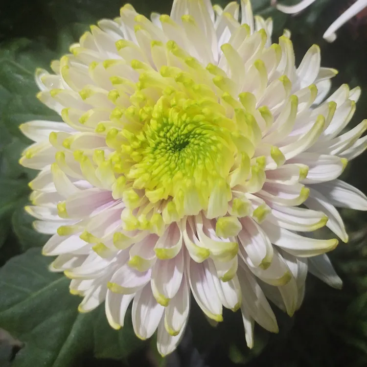 大花富贵菊九月大菊盆栽开花好看成品对版土球发货独本菊