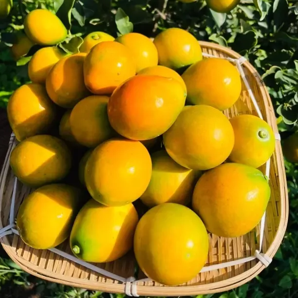 云南大理脆蜜金桔无渣无丝脆甜多汁