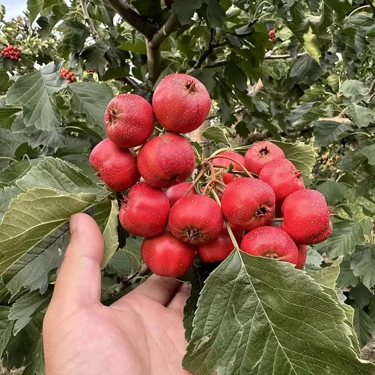 糖葫芦专用七月红山楂整框手工分拣大果