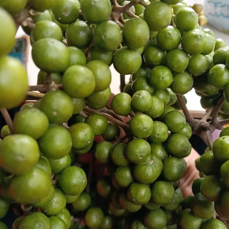 ［卓群姐姐］川黄柏种子球大叶厚皮黄柏种球红叶麻杆黄柏种子黄柏籽