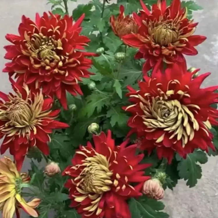 大花富贵菊花盆栽耐寒开花漂亮适合室内外种植