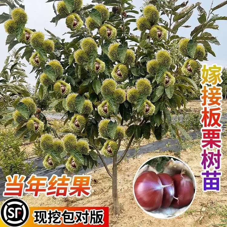 板栗苗树南北方栗子迁西板栗苗大红袍嫁接种植当年结果水果树树苗