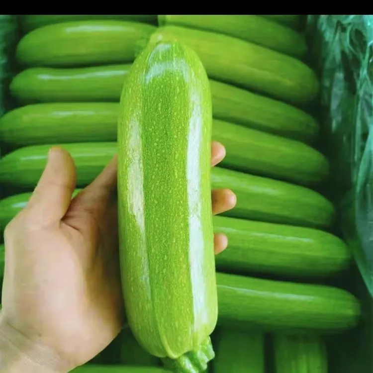 新鲜西葫芦农家自种大棚种植新鲜蔬菜番瓜白角瓜现摘现发五斤包邮