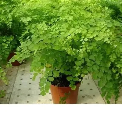 绿植花卉耐阴水培 铁线蕨盆栽铁丝草多年生常绿草本观叶绿植带土