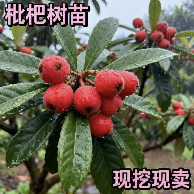 新品种嫁接无核砂糖红枇杷果树苗耐寒南北方种植当年结果新手可种
