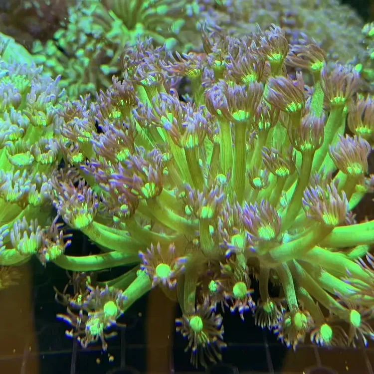 一图一物双色圆帽珊瑚专用链接