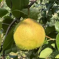 山西隰县应季玉露香梨现摘现发薄皮脆甜多汁水果