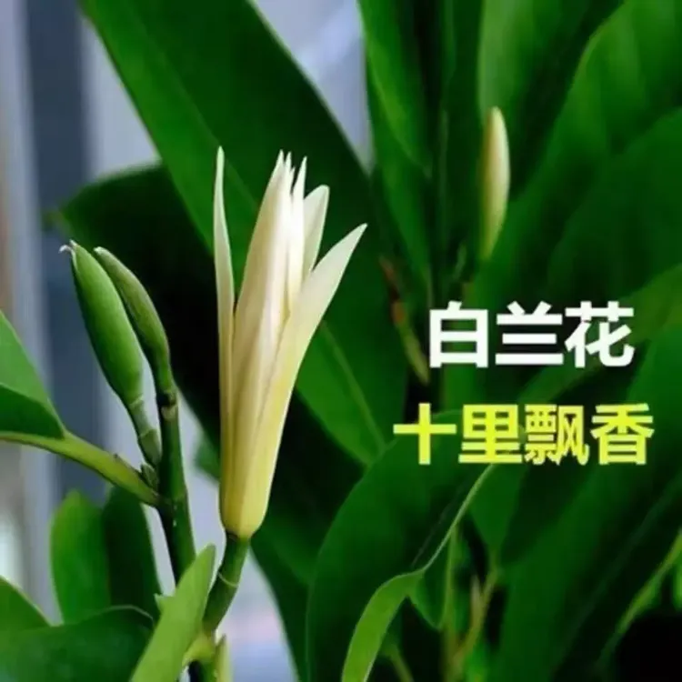 正宗浓香型白兰花盆栽白黄兰树苗室内外四季开花大苗庭院阳台植物