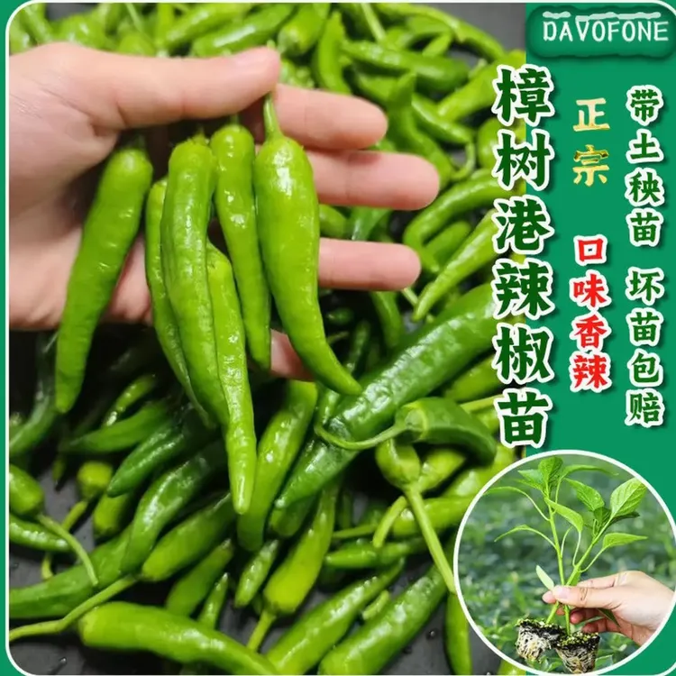 【樟树辣椒苗】春秋四季阳台盆栽菜园栽种蔬菜苗辣椒苗商品图