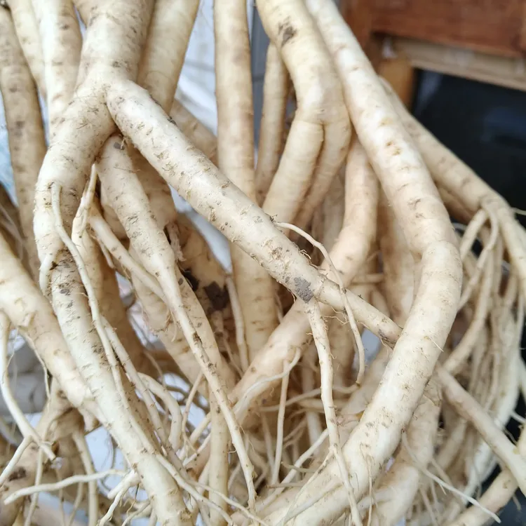 正宗甘肃岷县新采挖鲜党参