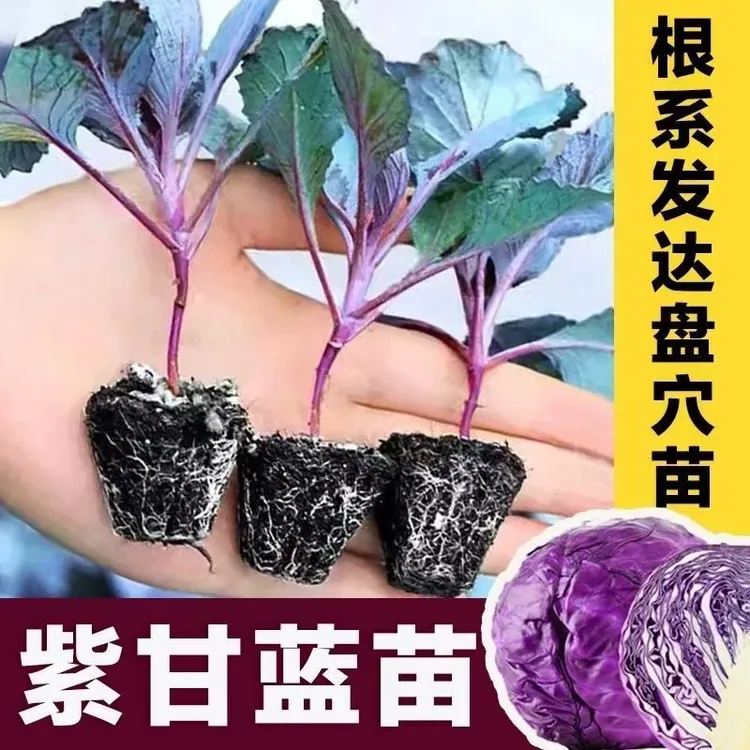 爆款早熟紫甘蓝种苗四季结球包心紫白菜带土球菜苗抱子甘蓝蔬菜苗