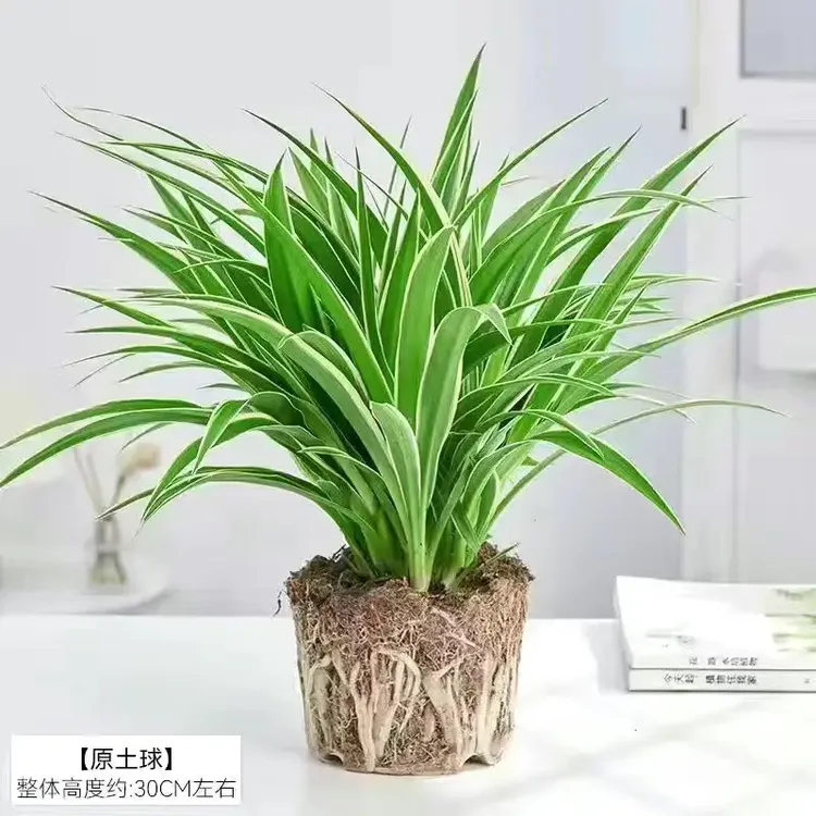 金边吊兰青叶吊兰盆栽阳台办公室内花卉绿植好养垂吊植物吸除甲醛