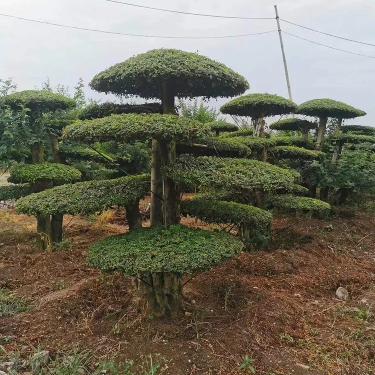 对节白蜡地景（VIP)定金