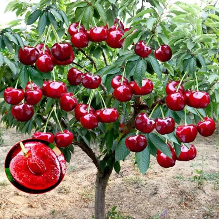 车厘子树苗樱桃树苖特大樱桃树南北方种植当年结果矮化水果树果苗