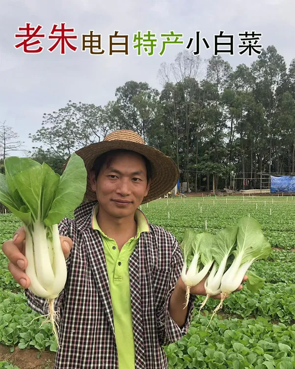 老朱迟花小白菜种子四季农业容易种植生长大田阳台庭院蔬菜种子