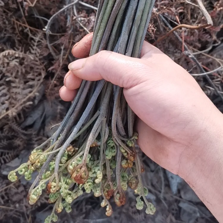 新鲜采摘湖南野生拳头菜食用龙爪菜农家土特产天然农产品营养素菜