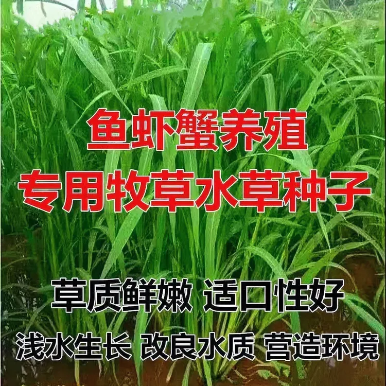 水草籽 小米草种子 水产养殖 鱼草种子 养殖鱼虾蟹水草水生牧草籽