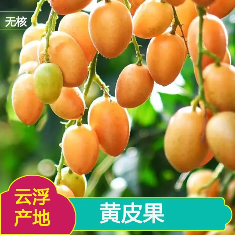 广东云浮郁南无核黄皮果5斤装现摘现发