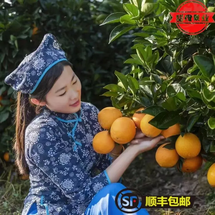 含箱5斤赣南脐橙发源地安西脐橙现摘现发产地果农直销